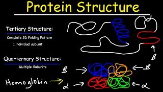 Protein Structure  Primary Secondary Tertiary amp Quarternary  Biology [upl. by Westhead]