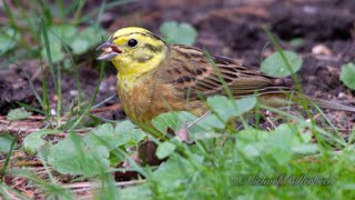 Yellowhammer Emberiza citrinella ♂  Goldammer 6 [upl. by Dnomayd]