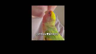 お顔のお手入れ♡やっぱり噛まれました コザクラインコシャケちゃん [upl. by Tabib]