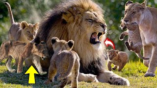 Lion cubs playing with dad amp the biggest pride lions family in kruger national park  south africa [upl. by Aserehc]