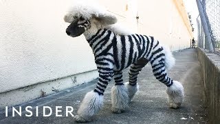 Salon Grooms Pets To Look Like Wild Animals [upl. by Orihakat]