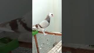 Pigeon  cross breeding [upl. by Treiber]