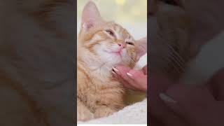 Can Petting a Cat Make You More Creative Discover the Surprising Connection [upl. by Halueb]