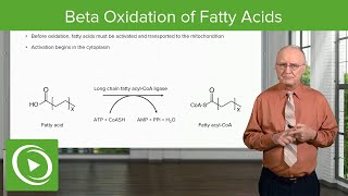 Beta Oxidation of Fatty Acids  Lipid Metabolism [upl. by Morrell251]