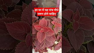 हर घर में यह पांच पौधे जरूर होने चाहिए ll astrology youtubeshorts trending viralshort vastu [upl. by Ramin]