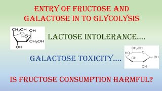 Entry of Fructose and Galactose into Glycolysis [upl. by Kassi508]