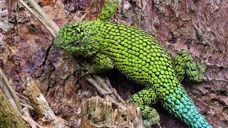 Emerald Swift or Spiny Green Lizard  A beautiful lizard feeding on ants Sceloporus malachiticus [upl. by Ahsien]