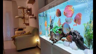 Top 5 Best Home Aquarium for Discus  Unbelievable Discus Tank [upl. by Ahsem]