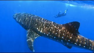 Amazing experience with a Whale Shark  Holbox Island Mexico [upl. by Elamrej847]