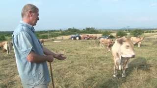 Elevage de vaches de race Aubrac Pierre Lapeyre [upl. by Chubb]