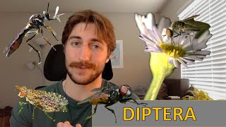 Diptera The Flies  Order Spotlight [upl. by Wilser]