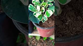 Planting and watering marcotted Rubber tree plantslover rubberplant [upl. by Doll]