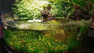 HOW TO BREED ANGELFISH ALSO THE KOI JACKSON AND THE SHRIMP [upl. by Phillane690]