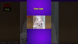 Twins Cats  Twin cats names  Bhai Shb [upl. by Orford290]