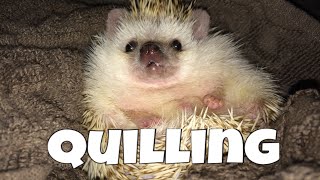 Hedgehog Care Quilling feat Draco [upl. by Annuahs290]