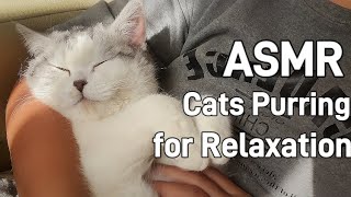 ASMR Cats Purring for Relaxation and Deep Sleep [upl. by Lutero]