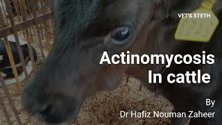 Actinomycosis in CattleClinical case of CalfLumpy jawCausesTreatment By Dr Hafiz Nouman Zaheer [upl. by Yelnik]