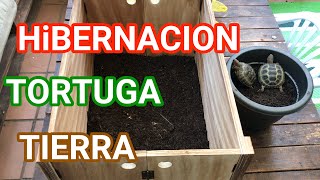 ❤️HIBERNACIÓN ❄️DE LAS TORTUGAS de tierra consejos 🐢 [upl. by Miahc580]