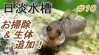 日本の魚 シマヨシノボリ・サワガニ 追加 立ち上げ２週間 [upl. by Bruckner29]