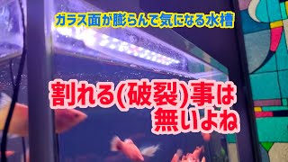 【水槽】水槽のガラス面が膨らんで割れないか心配 [upl. by Naivat]