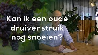 Tuinvraag quotKan ik een oude druivenstruik nog snoeienquot [upl. by Perla]