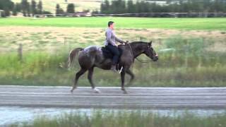 Gaited Appaloosa aka Indian Shuffler w slomo The gait is called a quotShufflequot [upl. by Ainud296]