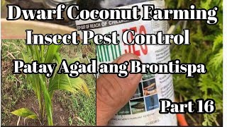 Dwarf Coconut Farming Part 16 Applying Liquid Foliar Insecticide [upl. by Atteyek745]