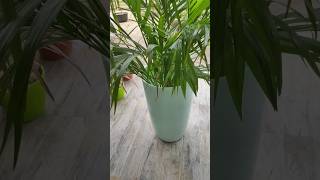 Areca palmindiaindoorplants [upl. by Eat]