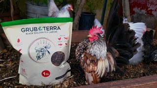 Grub Terra Black Soldier Fly Larvae Review  My Seramas  Tiny Chickens  Miniature Chickens [upl. by Enomed]