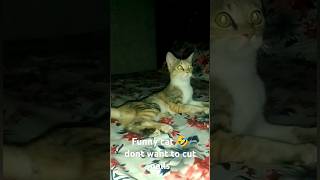 Cats is scared of nail cutting ghostfunny horrorstories shorts viralvideo trending ytshorts [upl. by Nauqyaj531]