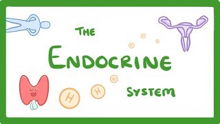 GCSE Biology  Endocrine System amp Hormones 59 [upl. by Boyer]