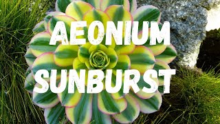 Aeonium Sunburst Guia Completo Desta Suculenta [upl. by Erlinna]