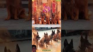 Becgie 🐕 🇩🇪vs Malinois🐕🇧🇪malinois becgiegermanshepherd doglove pets dog dogtraining [upl. by Nesila585]