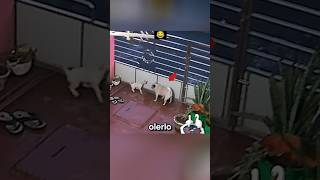 RESCATE INESPERADO Cachorro vuelve con su familia historias curiosidades [upl. by Erialb773]