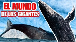 💥BALLENAS Comunicación Características Anatomía Reproducción y Datos 2024 [upl. by Sirraf]