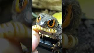 DRAGONS ARE REAL FEEDING MY PET MINI DRAGON Redeyed crocodile skink [upl. by Leima325]