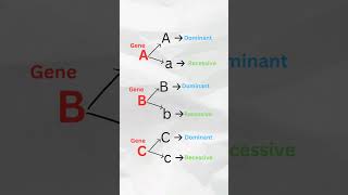 Polygenic Inheritance  Class 12 Genetics shorts neet biology [upl. by Ahcatan]