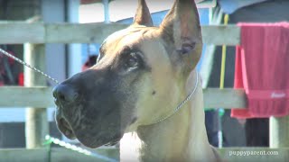 Great Dane Specialty Dog Show [upl. by Yleak]