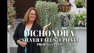 Propagate Dichondra Silver Falls Update [upl. by Lledra558]