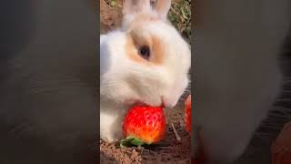 watch this cute bunny go about its day [upl. by Teressa]