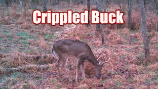 Deer Hunting Late Season  Crippled Buck and Monster [upl. by Rush116]