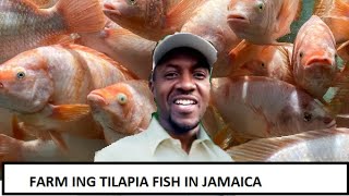 TILAPIA FISH FARMING IN JAMAICA  SETUP AND BENEFITS [upl. by Naerad376]