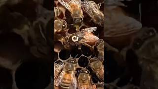 When the Queen Bee Dies  Shock😱 facts animals love shorts [upl. by Naimerej]