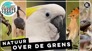 Natuur over de grens  Zelf Geschoten  Vroege Vogels [upl. by Tatia]