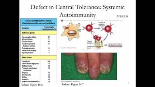 Immunology Lecture 28 Peripheral Tolerance [upl. by Nosliw]