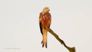 Red Kite Milvus milvus  Rotmilan [upl. by Marissa544]