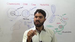 L2The concept of Chromosome DNA Gene and Nucleotide simple explanation in Urdu hindi by Dr Hadi [upl. by Beeson]