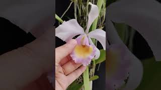 Cattleya trianaei var Albescens orchid anggrek nature [upl. by Halimeda888]