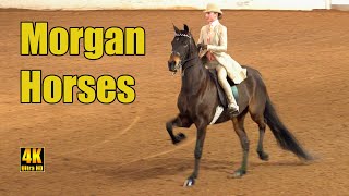 Morgan Horse Saddleseat Equitation  Carousel Charity Horse Show [upl. by Ilaire]