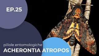 Acherontia atropos Sfinge testa di morto  Pillole entomologiche  25  sottotitolato [upl. by Anasus867]